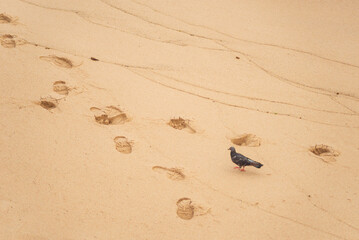 Black pigeon in the sand with footprints on the Rio Vermelho beach in Salvador, Bahia, Brazil