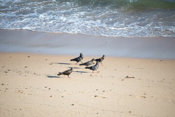 Pigeons eating on the beach sand. Salvador, Bahia, Brazil