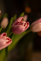 Pink tulips