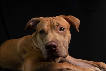 Closeup shot of a brown puppy isolated on the black background