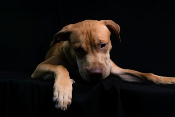 Closeup shot of a brown puppy isolated on the black background