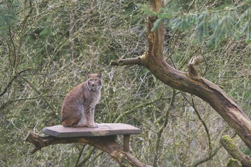 Lynx sitting on wood on a tree in background of tree branches