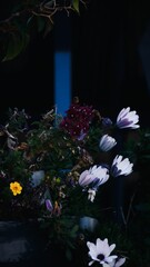 Vertical shot of beautiful aster flowers
