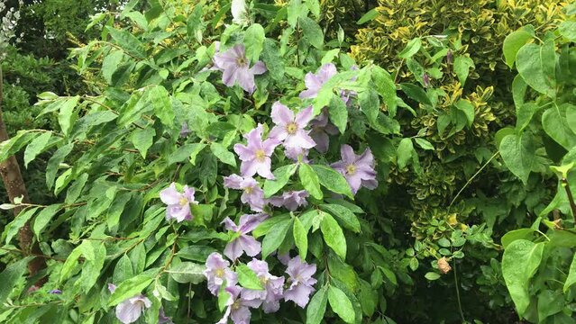 Clemetis in flower, growing through a shrub, England