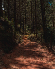 Sandy footpath surrounded by trees in forest