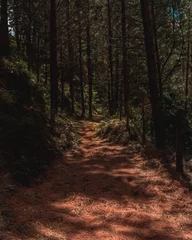 Zelfklevend Fotobehang Sandy footpath surrounded by trees in forest © Wirestock