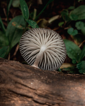 Closeup shot of growing Mycena mushroom on tree trunk