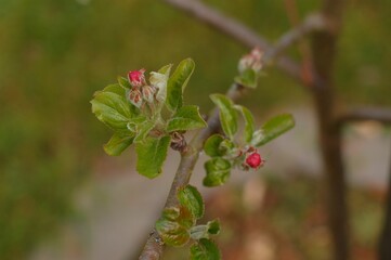 Closeup shot of a little blossom flower on a tree branch.
