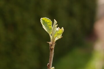 Closeup shot of a little blossom leaf on a tree branch.