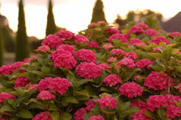 Closeup shot of pink flowers in the garden.