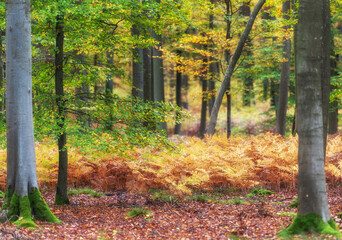 Forest with autumn colors and green colors