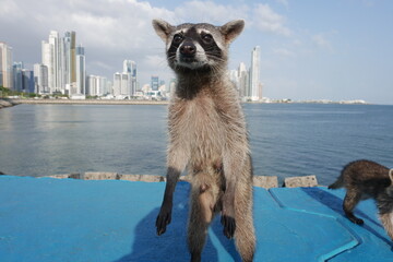 Nasenb&auml;r in Panama-Stadt