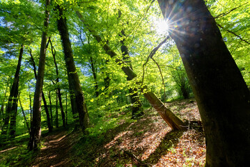 Trees and sunlight in the forest