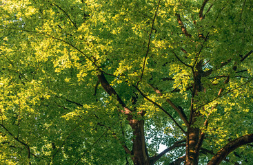 Green colors of spring in tree foliage