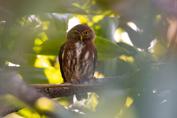 Pygmy owl in Costa Rica
