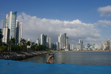 Nasenbären an der Promenade Cinta Costera in der Stadt Panama City mit Skyline