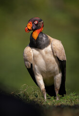King vulture in the rainforest of Costa Rica  - obrazy, fototapety, plakaty