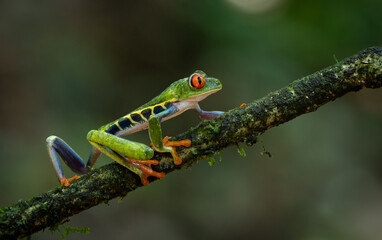 Red-eyed tree frog in Costa Rica  - obrazy, fototapety, plakaty
