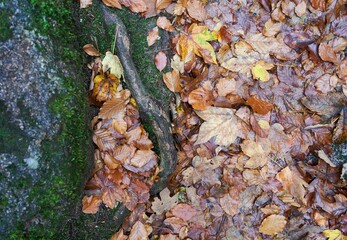 Old moss covered by dry brown rotting leaves