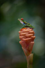 Red-eyed tree frog in the rainforest of Costa Rica  - obrazy, fototapety, plakaty