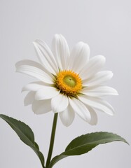 An immaculate white daisy with a bright yellow center stands gracefully with green foliage on a neutral backdrop