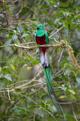 Resplendent quetzal in the rainforest of Costa Rica  - obrazy, fototapety, plakaty
