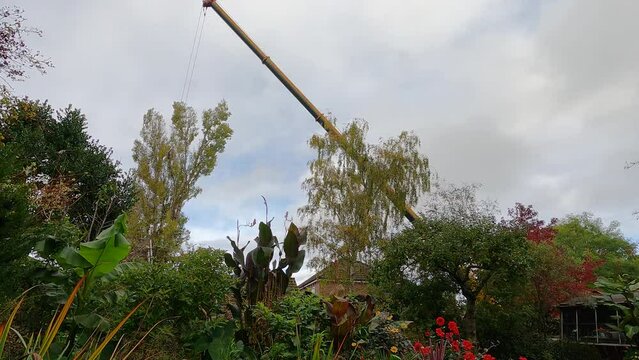 Timelapse of tree felling and removal using a crane, England