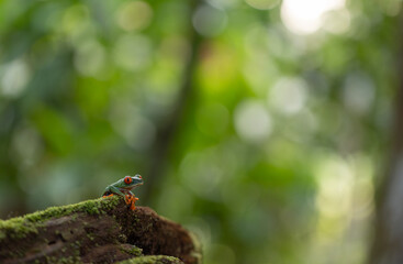 Naklejka premium Red-eyed tree frog in the rainforest of Costa Rica 