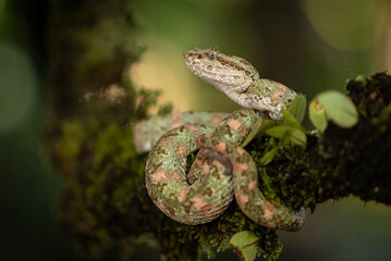 Naklejka premium Eyelash Viper in Costa Rica 