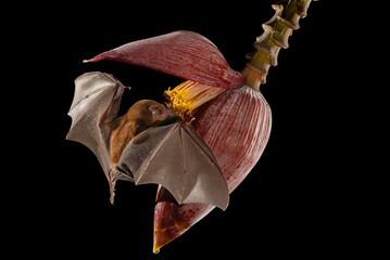 Bat feeding on a plant in the rainforest of Costa Rica