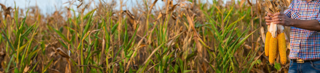 Corn harvest in the hands of a farmer. Selective focus.