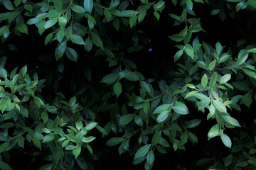 Background with small green leaves.