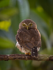 Pygmy owl in Costa Rica