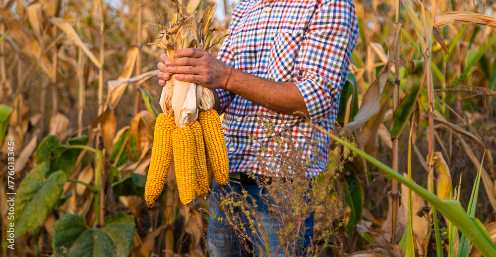 Wall mural Corn harvest in the hands of a farmer. Selective focus.