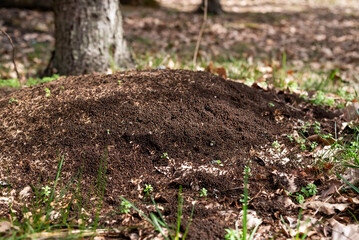 Blurred image of an anthill in the forest.