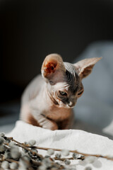 portrait of a 4-month-old gray sphynx kitten taken against bright sunlight and a dark background