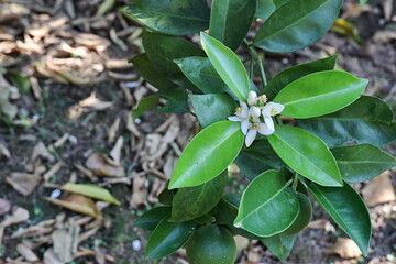 The white flowers have a light aroma of a type of tree. Orange or lemon. Some flowers' petals fall off and a young green fruit emerges. The tangerine trees at the organic farm are blooming.