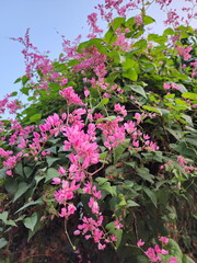 Mexican Creeper, Bee Bush, Bride's tears are medium sized creepers. The leaves are heart-shaped. The tips of the leaves are slender and pointed, and the flowers bloom in clusters resembling pink heart