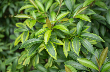 green leaves background