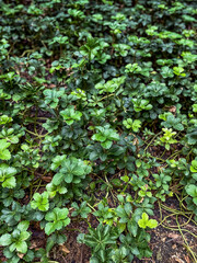 
Green leaves, green background image

