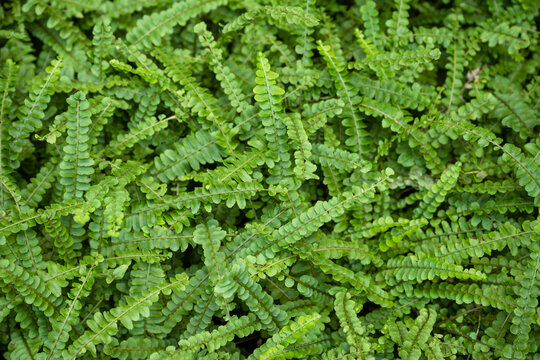 Fern, green leaves, green background image