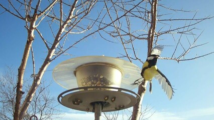Blue sky, bird feeder with grains and bird Great tit, Parus major in flight under tree of Hippophae...
