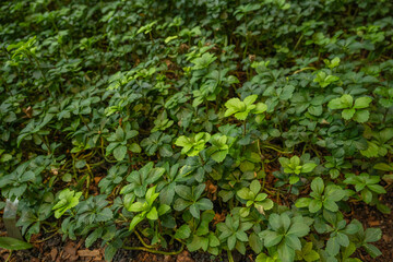 
Green leaves, green background image
