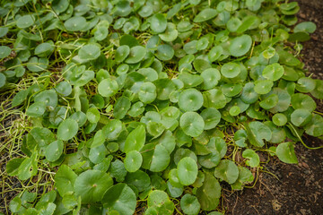 green leaves in a garden, round, greens
