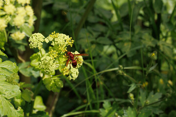 A red-yellow wasp (Rhynchium) feeding from a white flower on a green background