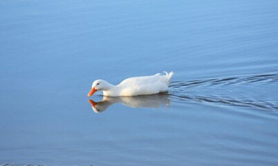Fototapeta na wymiar Duck Reflection