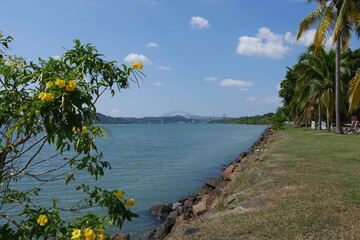 Gelb blühender Busch am Panamakanal in Panama