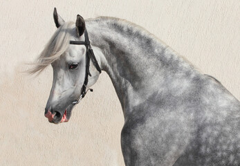 Arabian grey horse portrait against light wall background