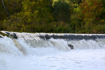 Naklejka premium Salmon Run on the Humber River at Old Mill Park in Canada