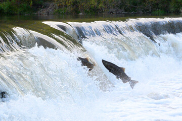 Obraz premium Salmon Run on the Humber River at Old Mill Park in Canada